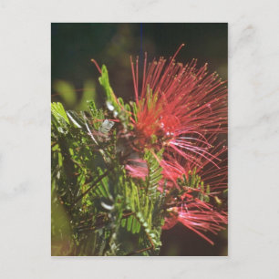 Fiborn Red Flowers Vykort
