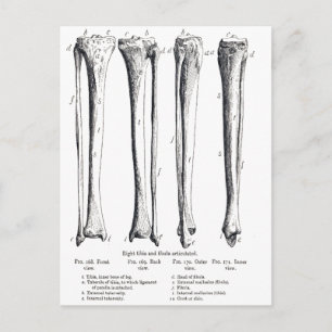Fibula & Tibia vykort