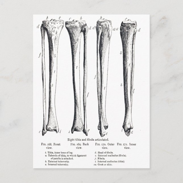 Fibula & Tibia vykort (Framsida)