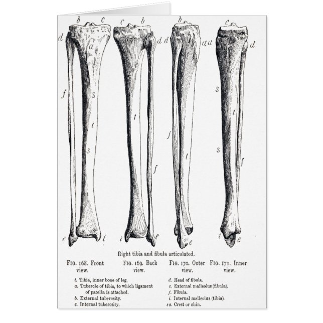 Fibula- & Tibiakort Hälsningskort (Framsidan)