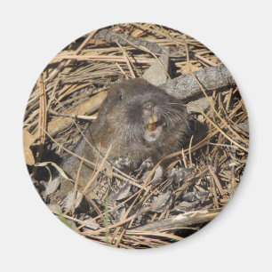 Fick- Gopher Magnet