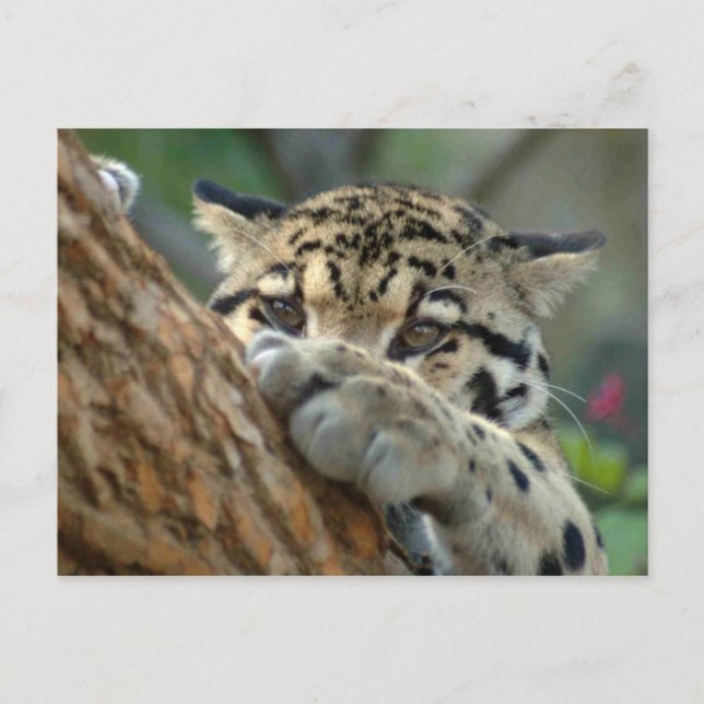 Fick jag den? vykort (Framsida)