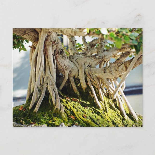 Ficus Banyan Bonsai Träd Roots Vykort (Framsida)
