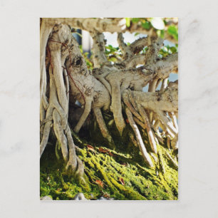 Ficus Banyan Bonsai Träd Roots Vykort