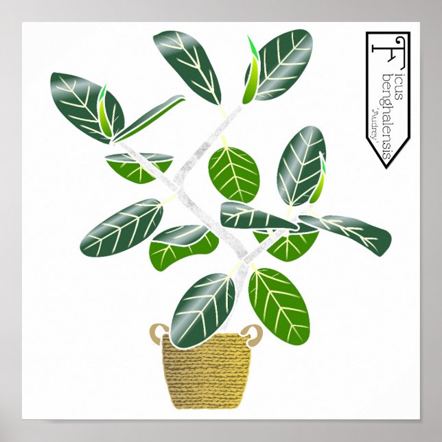 Ficus benghalensis 'Audrey Fig Träd Poster Skriv u (Framsidan)