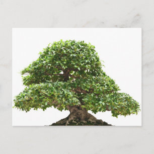 Ficus bonsai isolerad vykort
