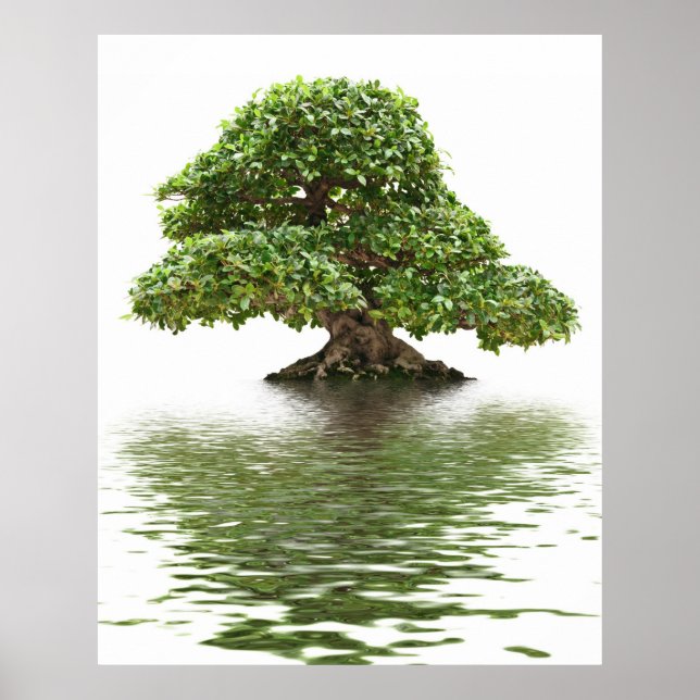 Ficus bonsai poster (Framsidan)