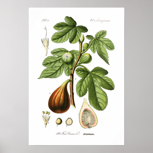 Ficus carica (Fig) Poster (Framsidan)