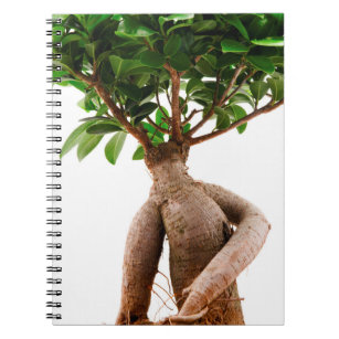 Ficus Ginseng Anteckningsbok