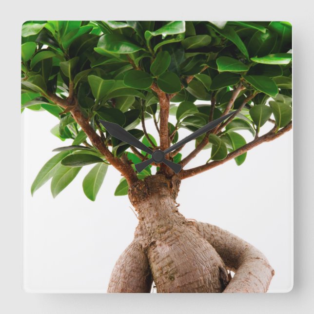 Ficus Ginseng Fyrkantig Klocka (Framsida)