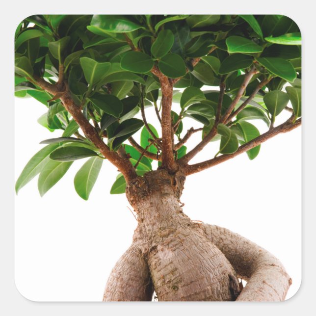 Ficus Ginseng Fyrkantigt Klistermärke (Framsida)