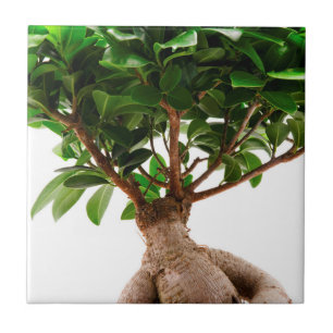 Ficus Ginseng Kakelplatta