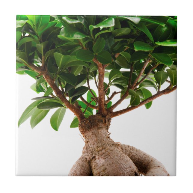 Ficus Ginseng Kakelplatta (Framsidan)