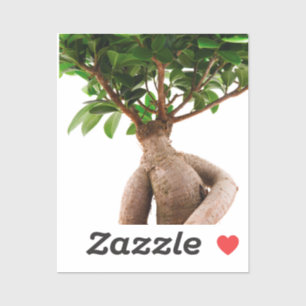 Ficus Ginseng Klistermärken