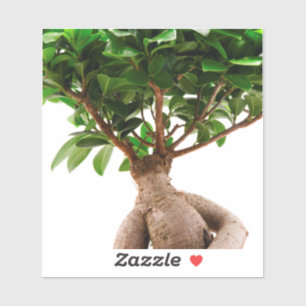 Ficus Ginseng Klistermärken