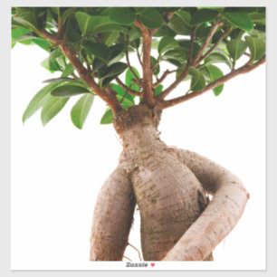Ficus Ginseng Klistermärken