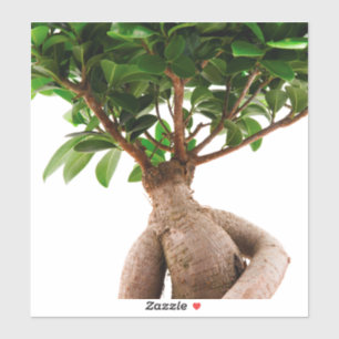 Ficus Ginseng Klistermärken