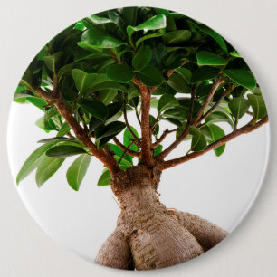 Ficus Ginseng Knapp