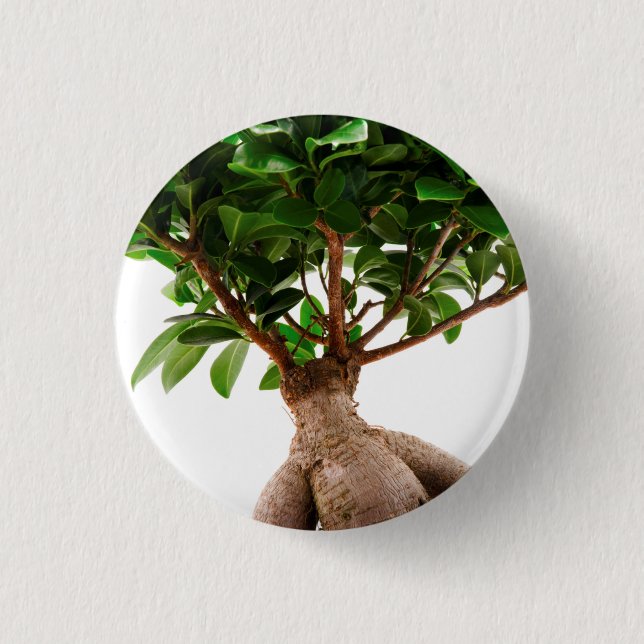 Ficus Ginseng Knapp (Framsida)