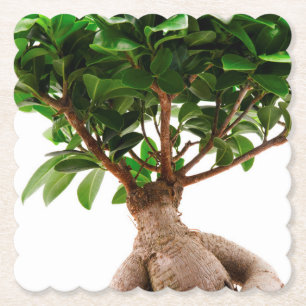 Ficus Ginseng Underlägg Papper