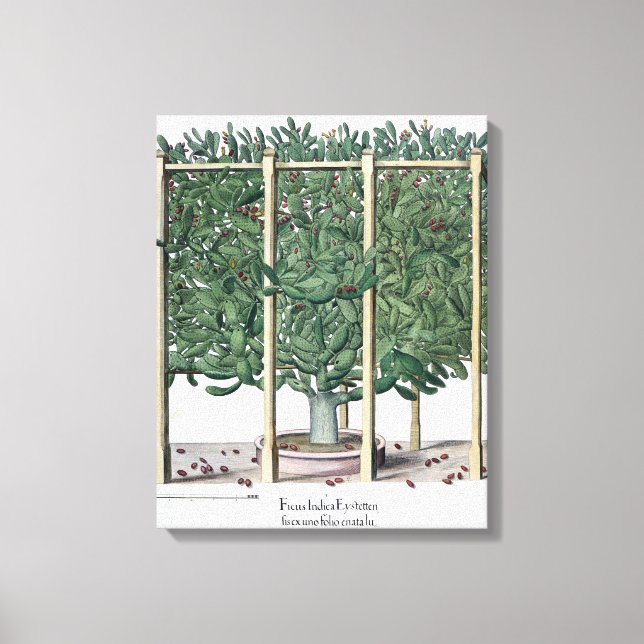 Ficus indica eystettensis, från Hortus Eystet Canvastryck (Framsida)