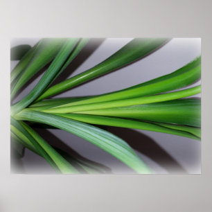 ficus löv poster
