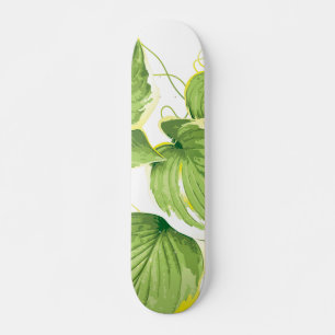Ficusväxt Mini Skateboard Bräda 18,5 Cm