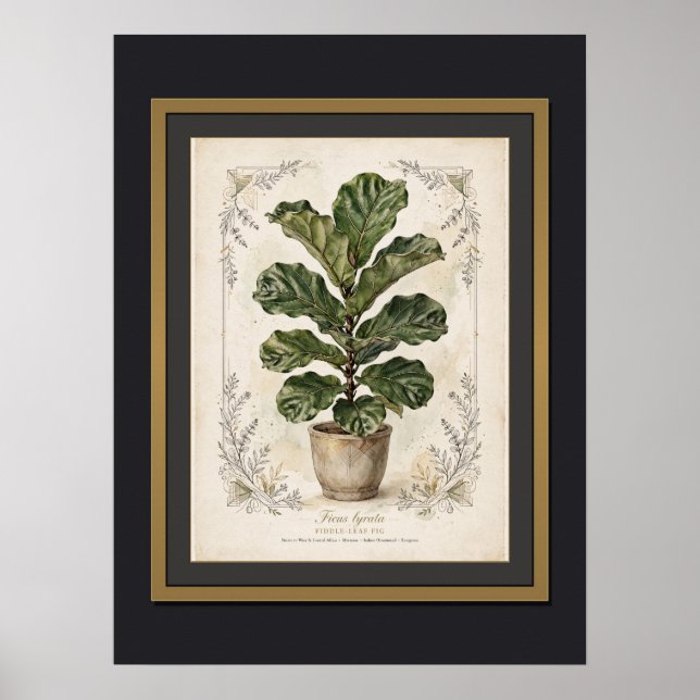 Fiddle-Leaf Fig Vintage Botanisk Affisch Inramad (Framsidan)
