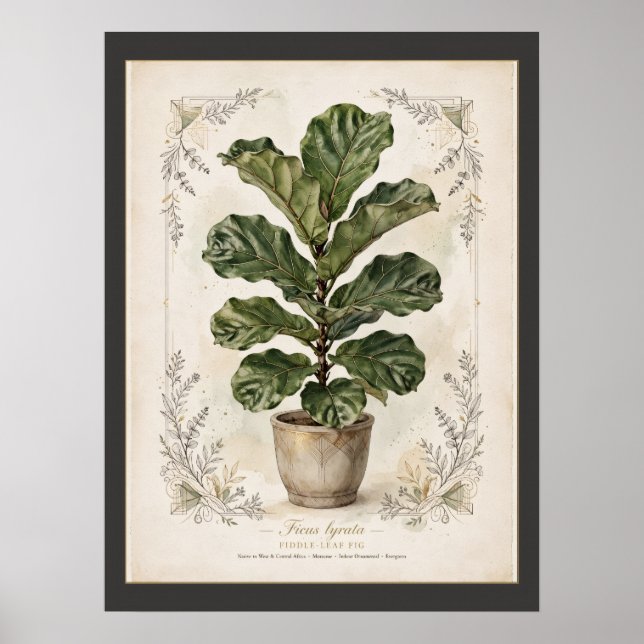 Fiddle-Leaf Fig Vintage Botaniskt Affisch monterad (Framsidan)