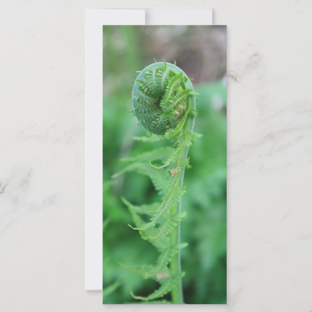 Fiddlehead (Framsida)