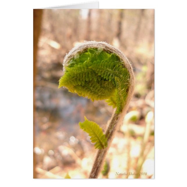 Fiddlehead Fern Card Hälsningskort (Framsidan)