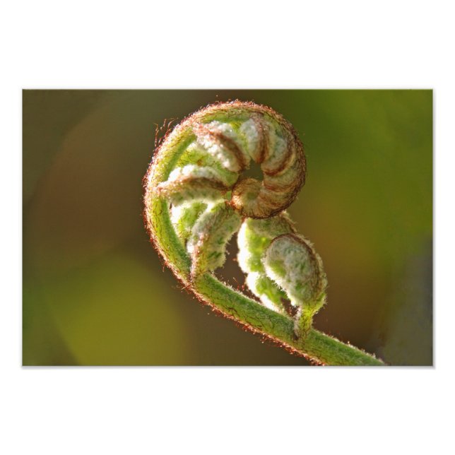 Fiddlehead Fern Fototryck (Framsidan)