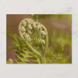 Fiddlehead Fern Heart Photo Vykort