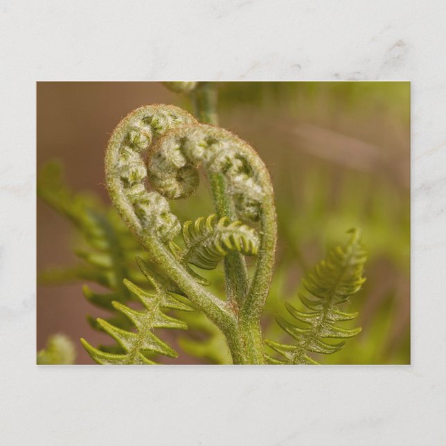 Fiddlehead Fern Heart Photo Vykort (Framsida)