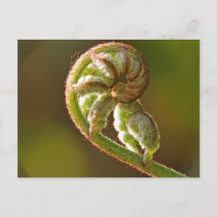 Fiddlehead Fern Vykort