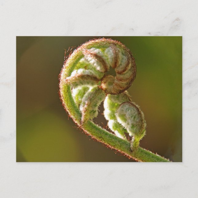 Fiddlehead Fern Vykort (Framsida)