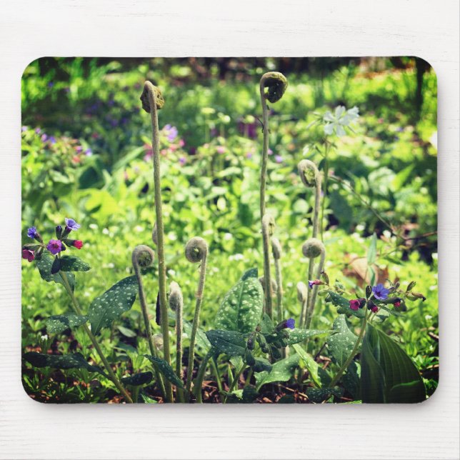 Fiddlehead Ferns and Flowers Musmatta (Framsidan)