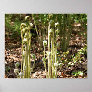 Fiddlehead Ferns in Vår Nature 3 Poster