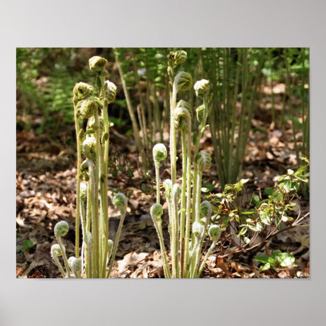 Fiddlehead Ferns in Vår Nature 3 Poster (Framsidan)