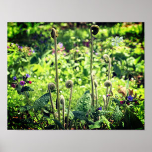 Fiddlehead Ferns och Vår blommor Poster