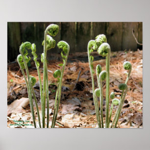 Fiddlehead Ferns Vår Nature #4 Poster