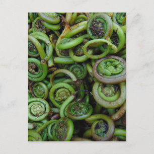 Fiddlehead Ferns Vykort