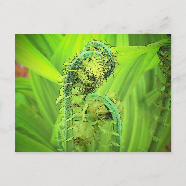 Fiddlehead Vykort (Framsida)