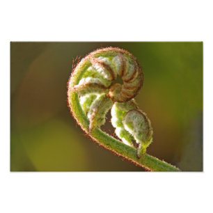 FiddleheadFern Fototryck