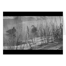 Fidelity ~ vinterkort svanar