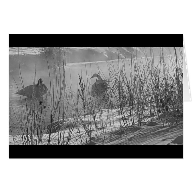 Fidelity ~ vinterkort svanar OBS kort (Framsidan Horizontal)