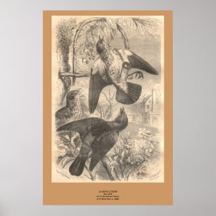 Fieldfares Poster