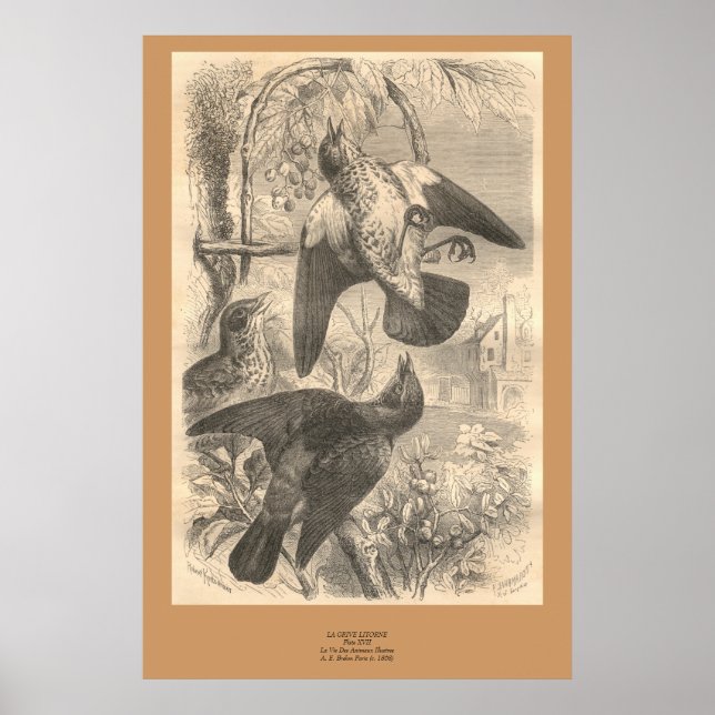 Fieldfares Poster (Framsidan)