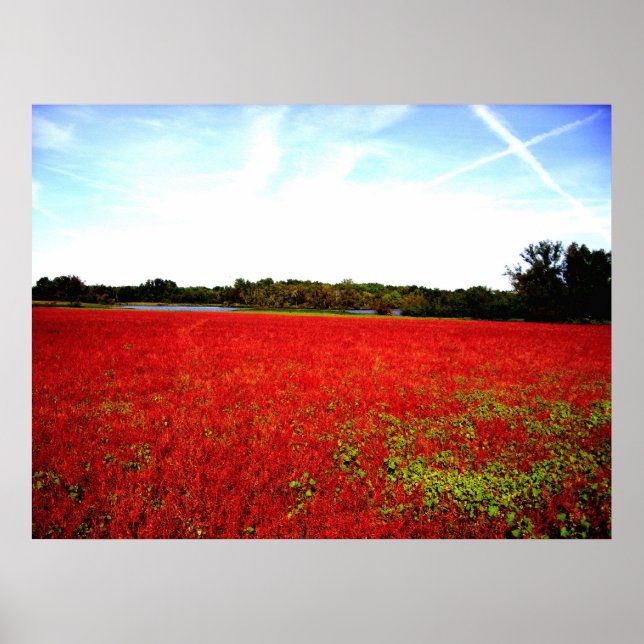 Fields of Rubies Poster (Framsidan)