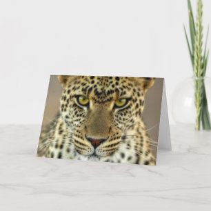 Fierce Leopard Kort